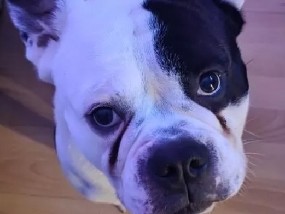 Olde English Bulldogge – Hund old englische bulldogge – Seesen