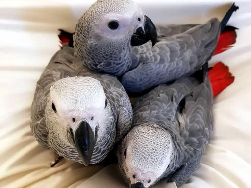 African gray baby 