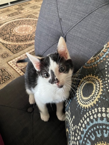 American Shorthair – Kitten