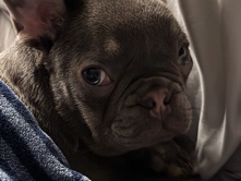 French Bulldog – French bull dog – New Bedford