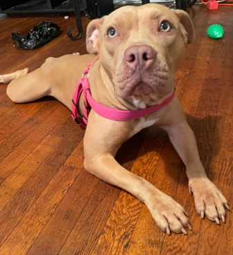Female Pitbull