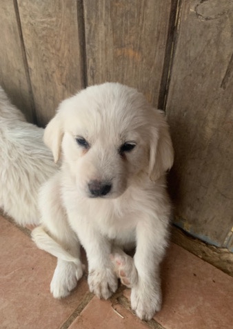 Great Pyrenees – puppy