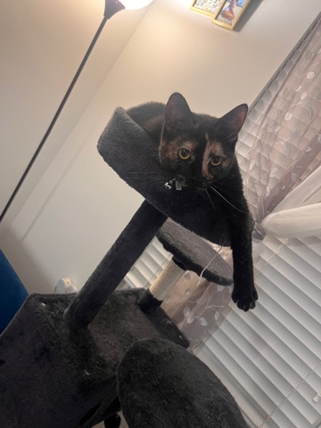 Kittens for sale
