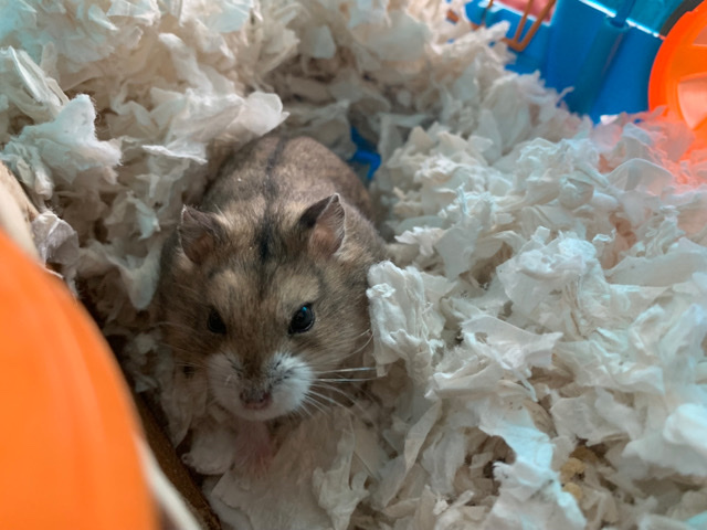 Hamster