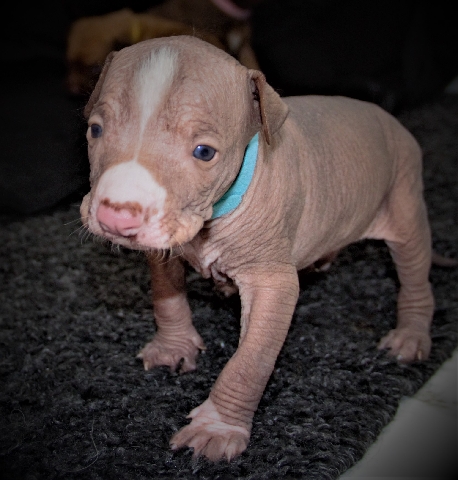 Peruvian Hairless Dog – Hairless dog