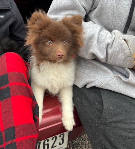 Pomeranian – Pomeranian boy