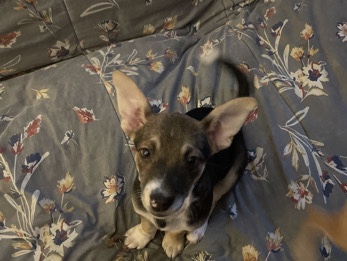 pups need homes asap