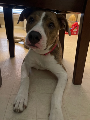 American Pit Bull Terrier – Ginger needs a new home:)