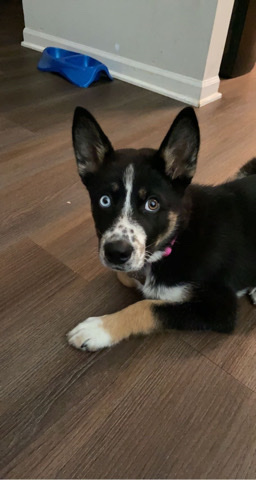 Husky & Australian Cattle Dog Mix
