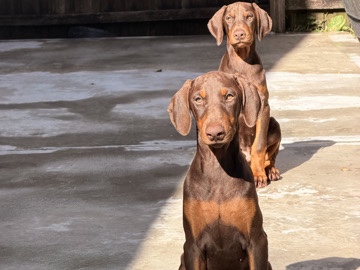 Purebred Doberman Puppies 
