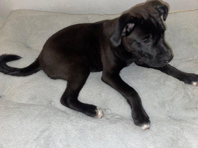 Akita – Labrakita Puppy