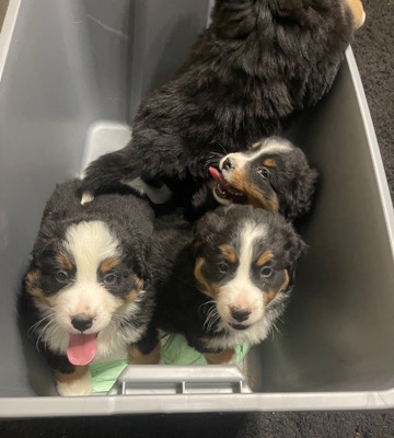 Bernese Mountain Dogs