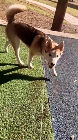Siberian Husky – star