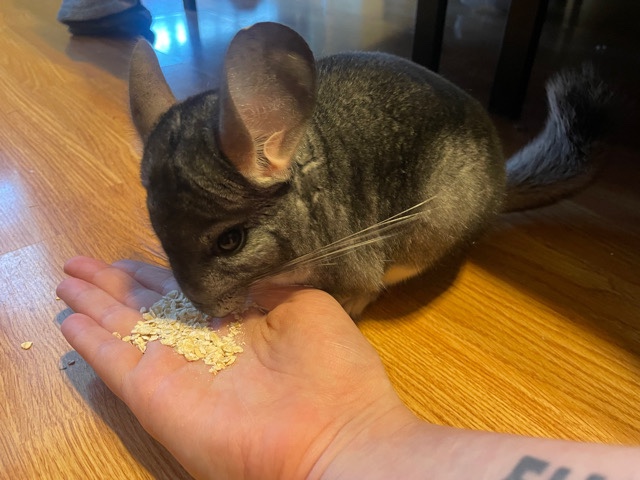 chinchilla – Chinchilla for sale!!