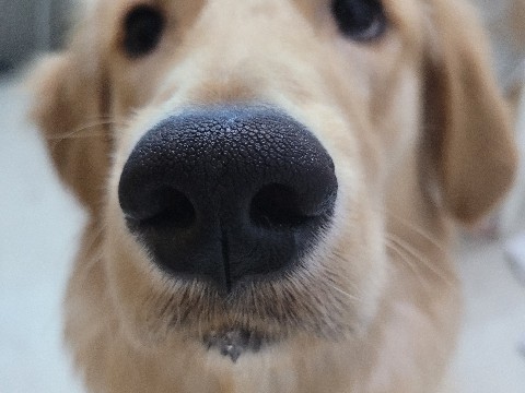 Golden Retriever – 골든리트리버 분양보냅니다ㅜ – Osan-si