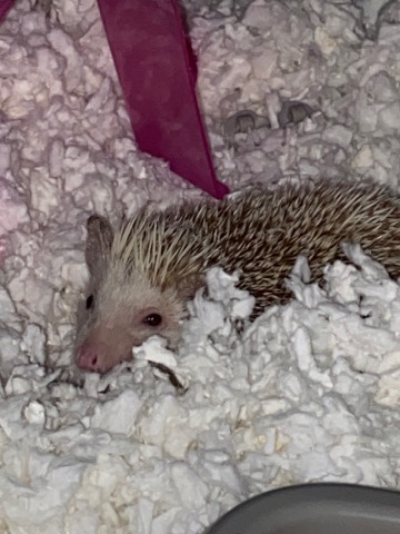hedgehog – South African hedgehog