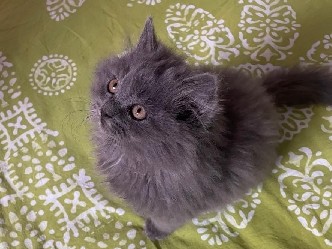Persian (Traditional) β Very active,cute π₯°