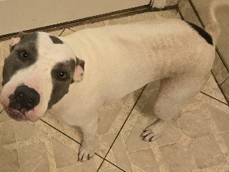American Pit Bull Terrier – Free to a good forever home – Friendswood