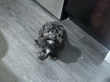Maltipoo – Black Poddle/Maltese mix – Grand Prairie