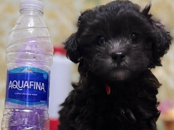 Maltese – maltipoo – Dubai