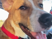 Rehoming Owen! – Aubrey