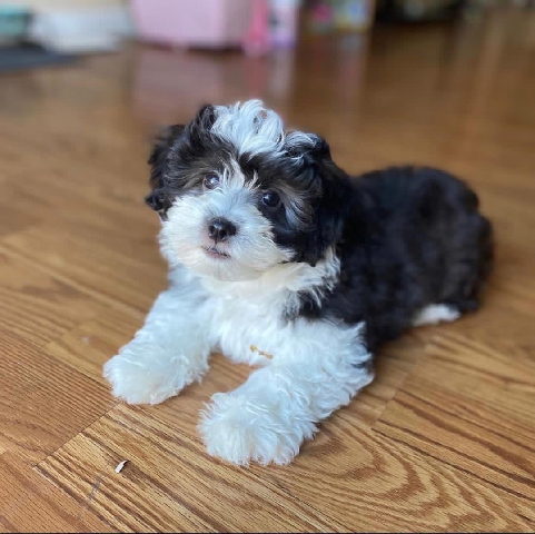Maltese – Looking for a sweet home Cute lovely Maltipoo pupy