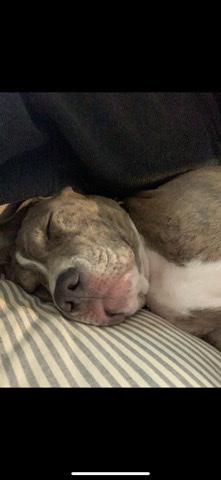 American Pit Bull Terrier – Feamle/fixed