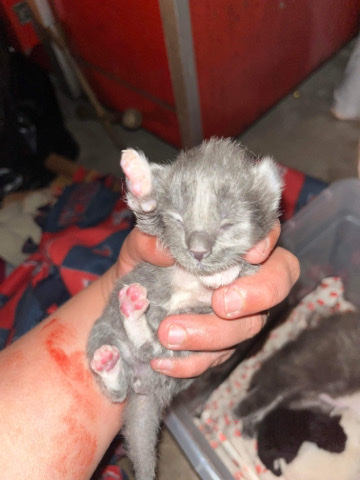 Thai – need a good home 🏡