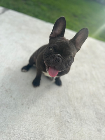 French Bulldog – Frenchie (male)
