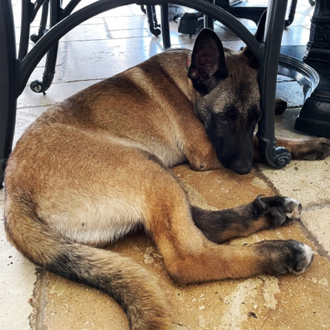 German Shepherd – Puppy German Shepherd