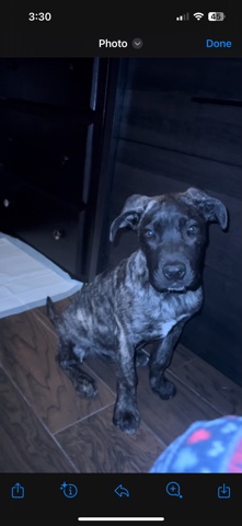 Cane Corso – preso canario