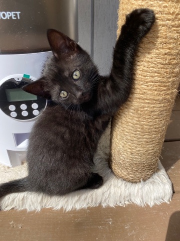 Cute black kitten