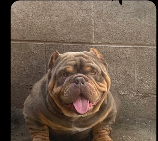American Bulldog – bull dog