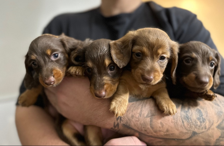 Dachshund – Dachshund puppies