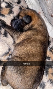 Belgian Shepherd Dog (Malinois) – Champion bloodline Malinois X German Shepherd