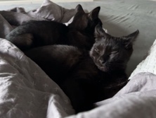 European Shorthair – Zwei kleine Geschwister suchen ein neues Zuhause – Lüneburg