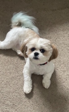 Shih Tzu – i am looking for a home 🥺 !