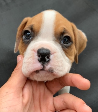 Boxer – Baby boxers for sale