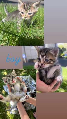 Ragdoll – baby kittens