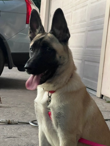 Belgian Shepherd Dog (Groenendael) – sell