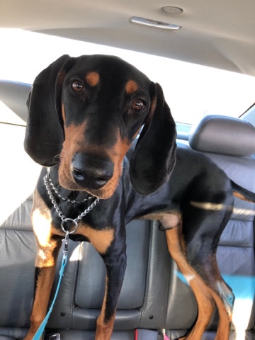 Black and Tan Coonhound – free to good home Westerville, OH