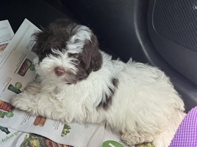  Havanese puppy 