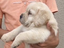 Labrador Retriever – show Quality Labrador male puppy available KCI registerd – Pimpri-Chinchwad