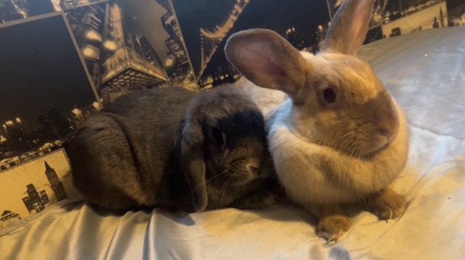 rabbits for sale