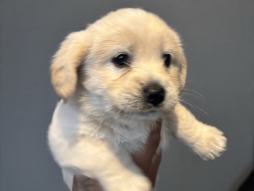 Cockapoo – puppy – New York