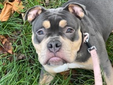 Mixed Breed - Medium-build family dog available for adoption in London