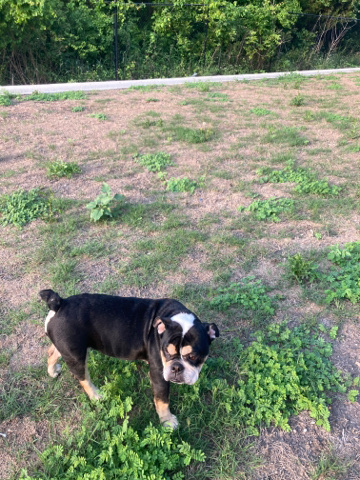 Bulldog – Sunshine