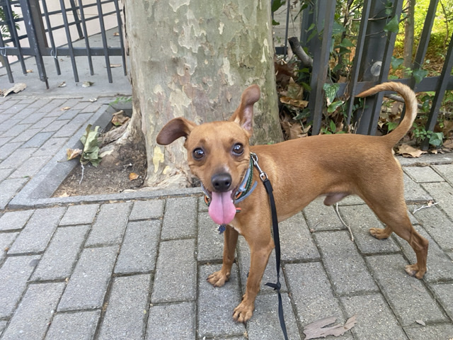 German Pinscher – Wody en adopcion – Barcelona