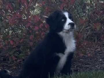 Australian Shepherd – australian shepherd – Newark