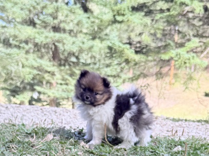 Pomeranian – Pomeranian puppies – Deadwood